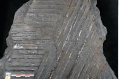 Foto (Detailansicht) von Syringodendron cyclostigma Brongniart (NHMW-GEO-2024-0188-11247)